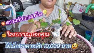 บอนไซ ?รู้อย่างนี้ทำไปนานแล้ว มีคำตอบสร้างวัตถุดิบราคาถูกสร้างได้ราคาแพง โพธิ์ฮาวาย บอนไซบ้านมด