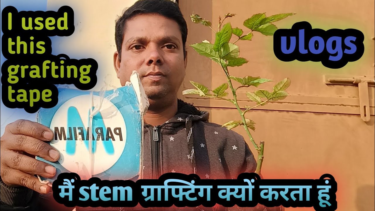 मैं Stem पर ही क्यों ग्राफ्टिंग करता हूं||मैं कौन सा grafting tape का उपयोग करता हूं ||