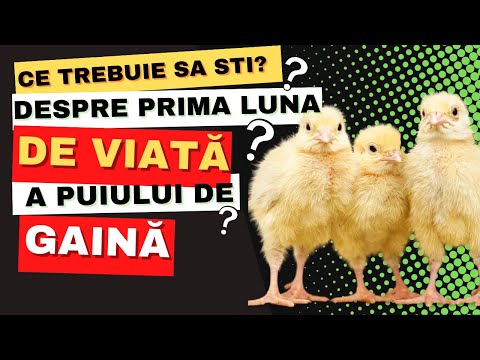 Video: Împiedicați pietrele vezicii urinare la câinii cu dietă