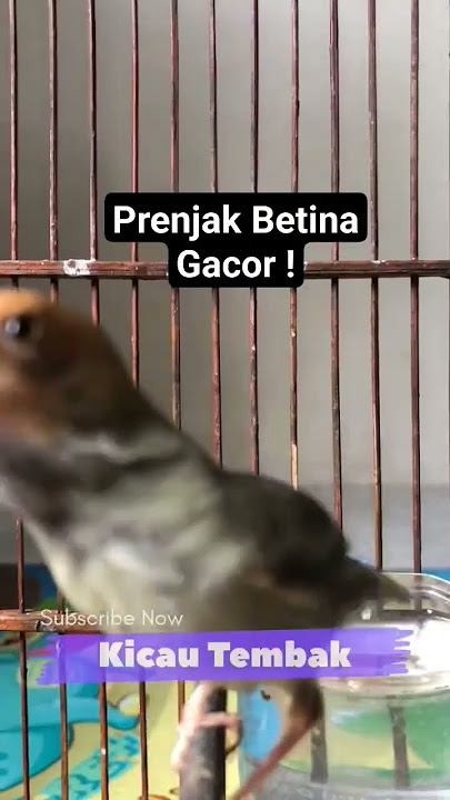 Prenjak Tamu Betina Gacor  ! Pancingan Burung Jantan Langsung Nyaut !