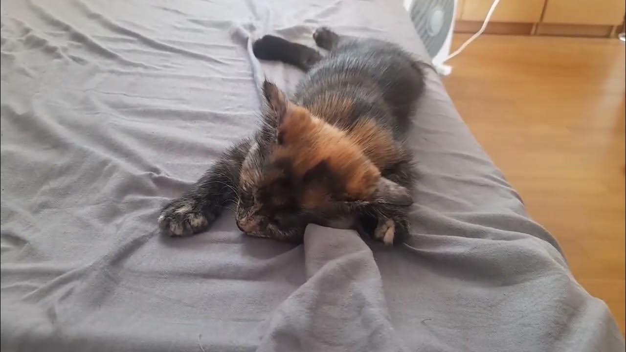 Exhausted Kitten Sleeping On My Bed YouTube