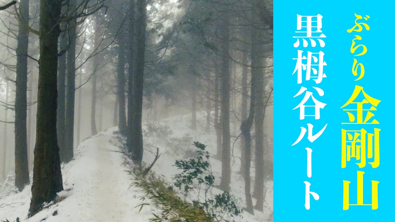 やずや 養生青汁｜Yahoo!フリマ（旧PayPayフリマ）