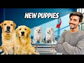 Jealousy Prank On Leo Reo New Puppies At Home Anant Rastogi