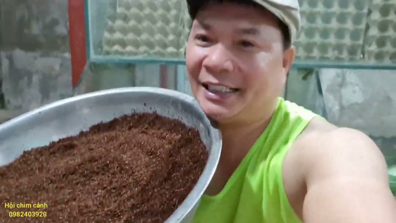 Hướng dẫn cách thu hoạch trứng dế và ấp nở trứng dế