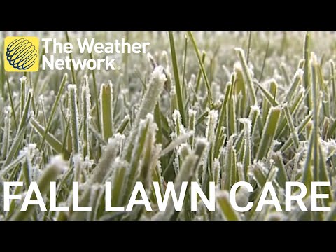 Video: Fall Lawn Care - Cara Merawat Rumput Saat Musim Gugur