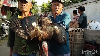 CHICKEN SHORTAGE, FREE-RANGE CHICKEN PRICES RISE 75%-100% AT TAMBAK BANYUMAS MARKET