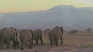 Discover the Wonders of Amboseli National Park: Wildlife, Landscapes, and Adventure!