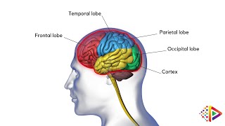 3D Brain Anatomy & Neuroscience Animation | Medical Education Explainer Video Production