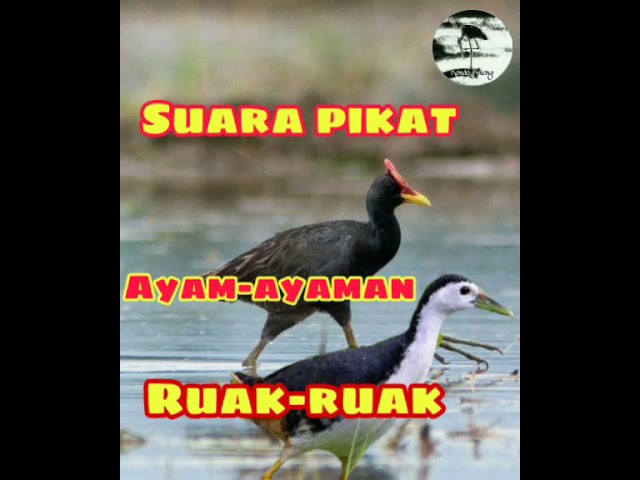 Suara pikat campuran Ayam-ayaman dan Ruak-ruak suara jernih dan durasi panjang di jamin sangat jitu class=