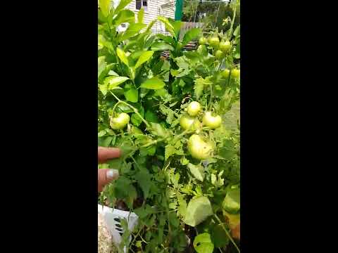 Video: Formación De Tomates De Superdeterminado A Indeterminado