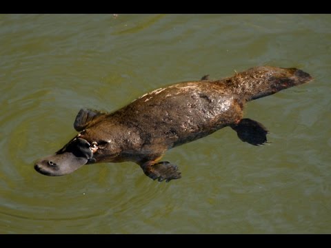 Утконос Platypus (Энциклопедия животных)