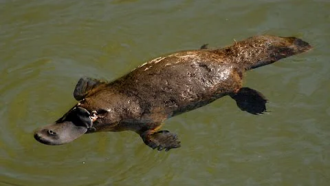 Утконос - Platypus (Энциклопедия животных)
