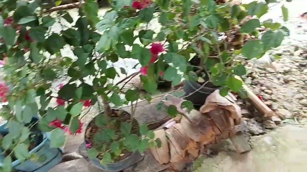 Maulan na panahon...