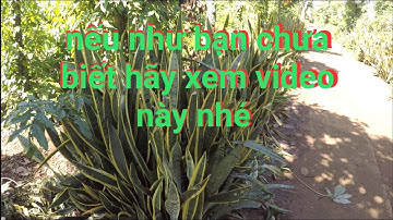 Trị rắn độc cắn bằng cách dân gian rất dễ tìm bằng cây lưỡi hổ - hiếu channel