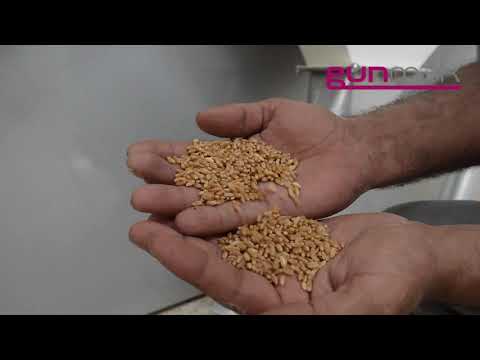 Завод для производства булгура и крупы из красной чечевицы от "Агротехкомплект".