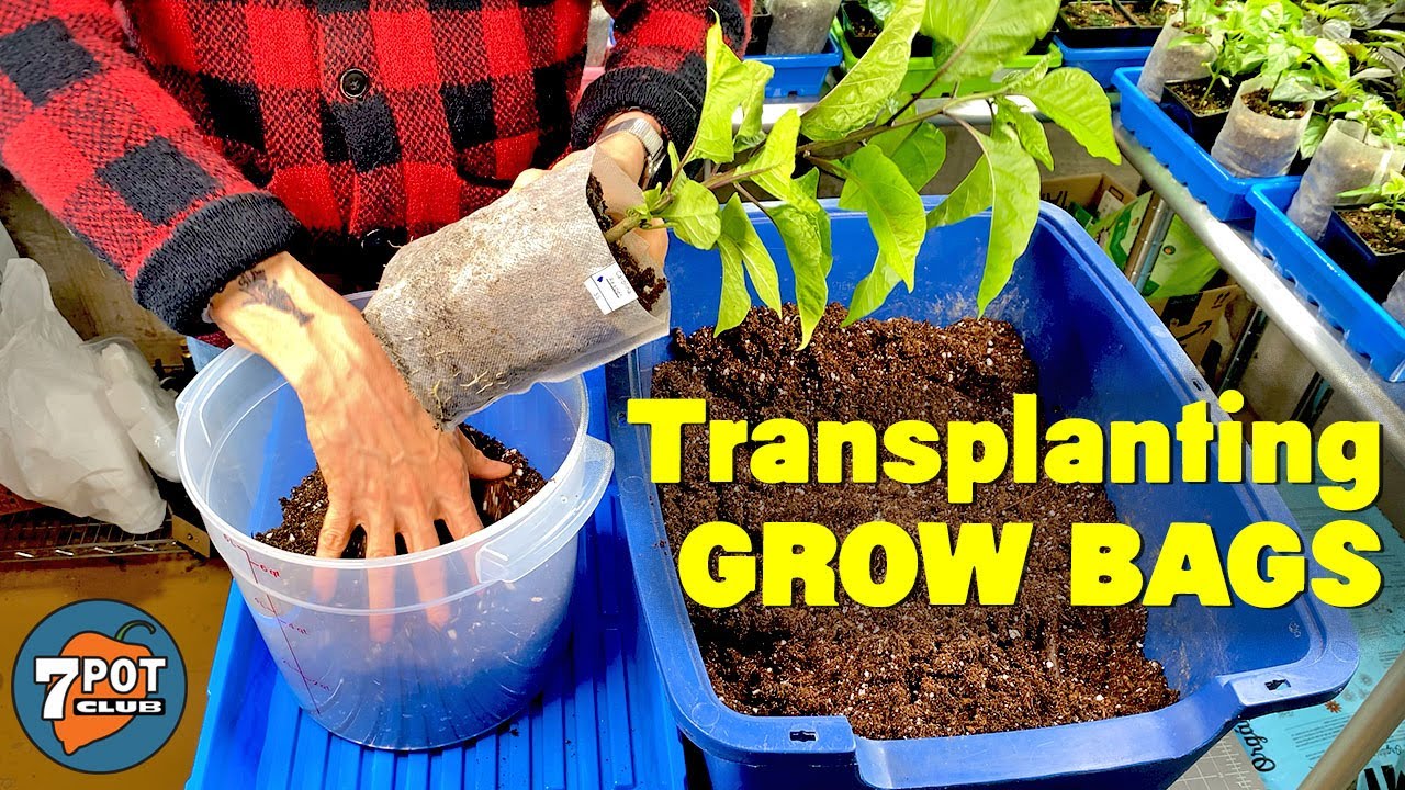 Should You Remove Seedling Grow Bags When Transplanting? 