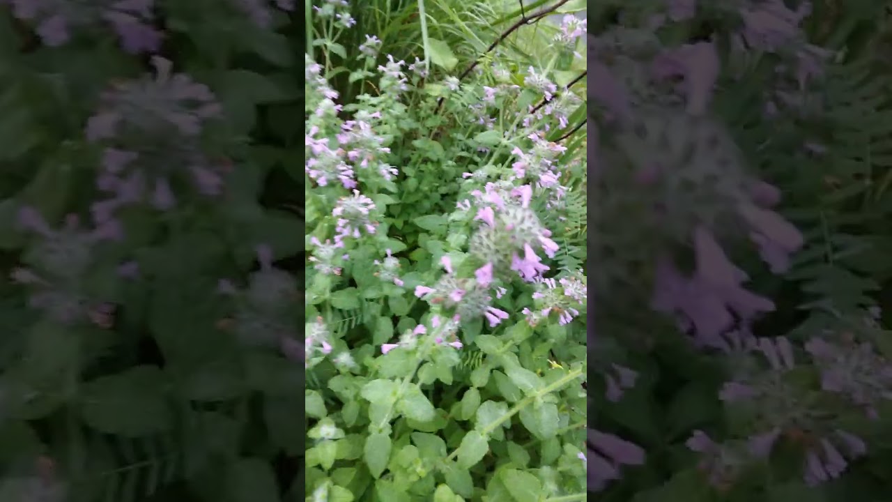 Pollinator Garden Update and Clearance Plant Placement 