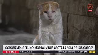 Coronavirus felino: mortal virus azota la 'Isla de los Gatos'