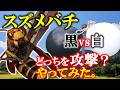 【激怒スズメバチ大群】黒い服がマジでヤバイとわかる実験