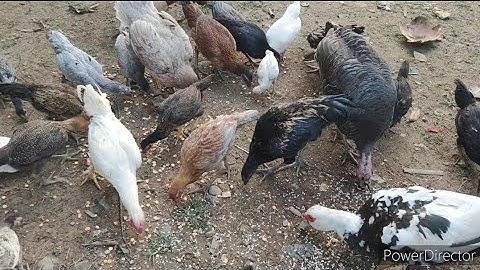 Mus Pub Qaib Coob Kawg