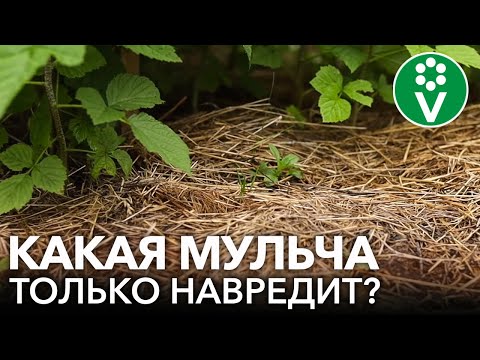 УЖАСЫ МУЛЬЧИ И МУЛЬЧИРОВАНИЯ! Вредители, болезни, сорняки и другие проблемы с мульчой