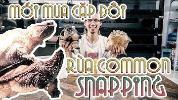 Mới mua rùa khủng long thời tiền sử (Common snapping) - Phân biệt giới tính rùa common| WILDVN TV