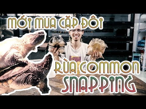 Video Mới mua rùa khủng long thời tiền sử (Common snapping)... - youtube