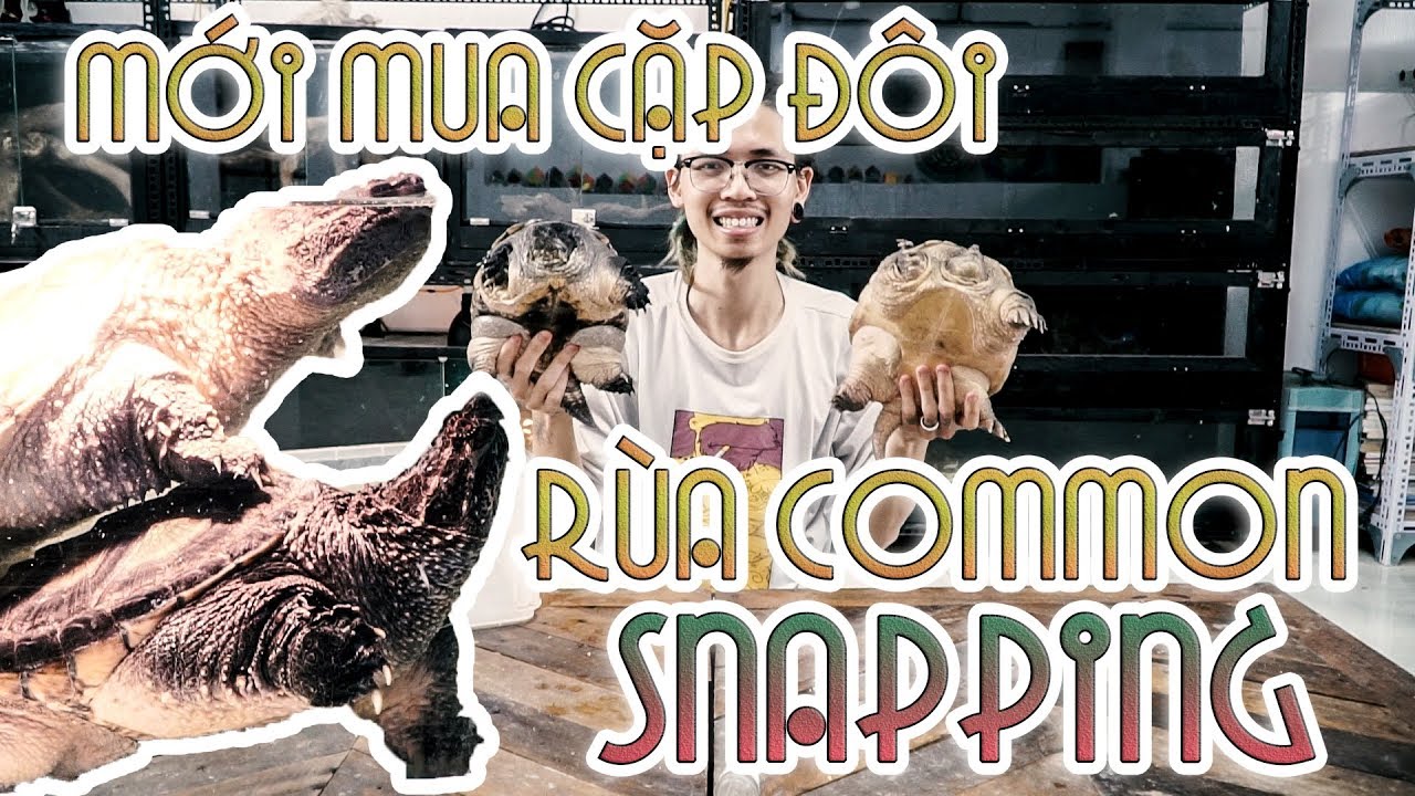snapping scapula syndrome Mới mua rùa khủng long thời tiền sử (Common snapping) - Phân biệt giới tính rùa common| WILDVN TV