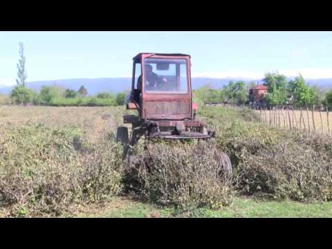 ხონის რაიონში ჩაის პლანტაციების რეაბილიტაცია მიმდინარეობს /MTAVARI/