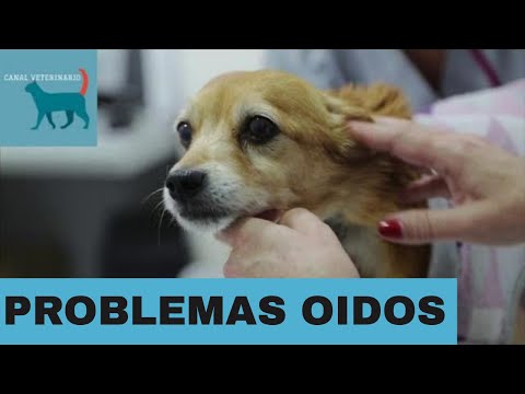 Video: Cómo Detectar Problemas De Oído En Perros