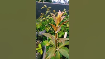 rệp hại xương rồng kỳ lân