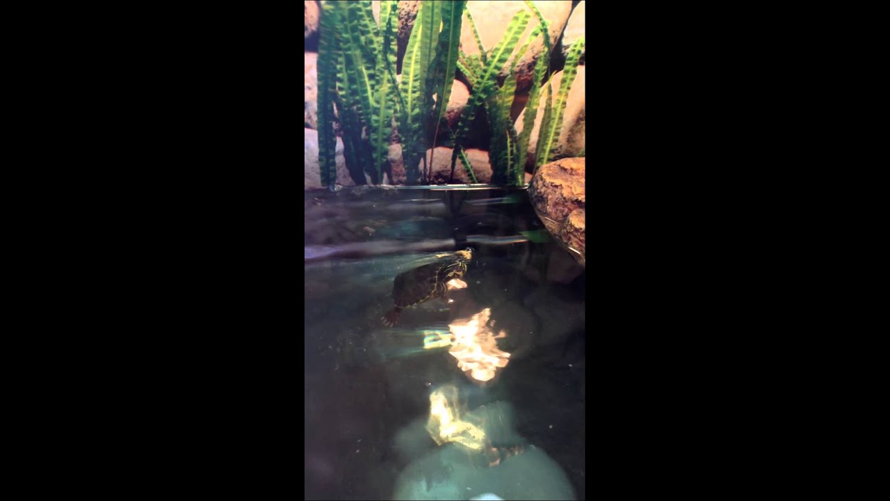 My Yellow Bellied Slider Tank Setup! YouTube