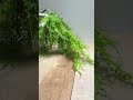 Fern teardrop swag  #fauxfloral #floraldesign #teardropswag #wreathmaking #frontdoordecor #greenery