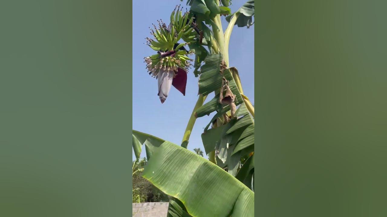 banana arati gela YouTube