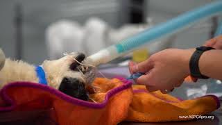 Spay/Neuter Patient Care: Inflating an Endotracheal Tube Cuff