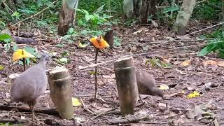 Essa armadilha é fácil e rápida para fazer, só resta saber se funciona!