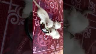 My Permese kittens enjoyed their breakfast by JunPetsWorld 87 views 1 year ago 3 minutes, 15 seconds