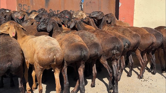 Erkak bilan porno kunnilingus Bir olomon qora tanli erkaklar oq sargish ayolni sikadilar