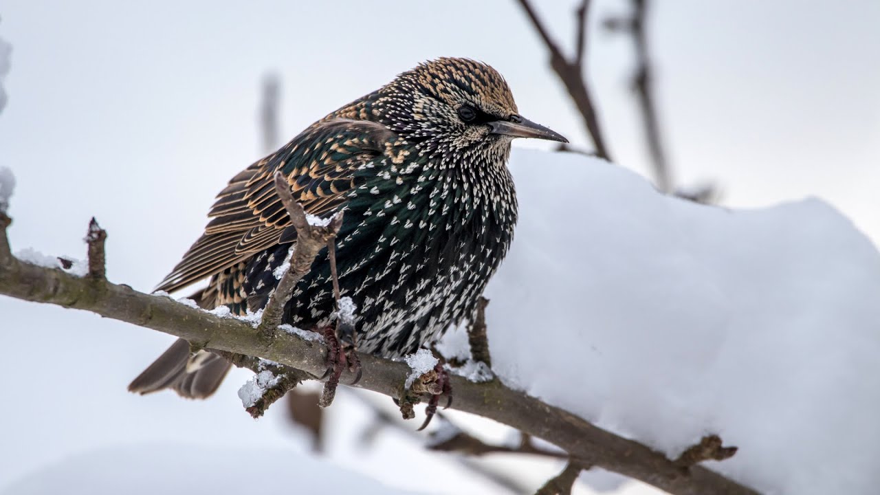 Зимние песни скворцов. Sturnus vulgaris. Птицы Беларуси.