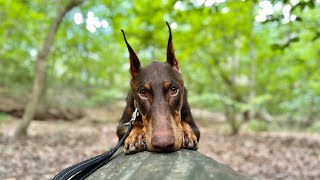 Beau Plays In The Woods! - Washington, DC, USA