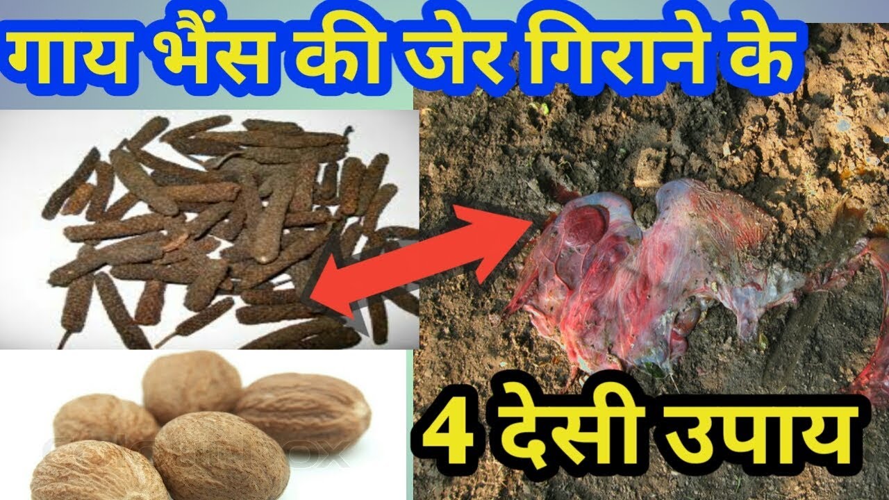 4 How To Remove Cow Buffalo 4-how-to-remove-cow-buffalo