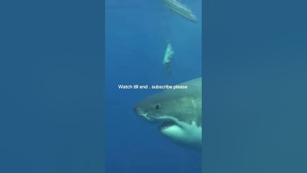 shark attack humans in sea - YouTube