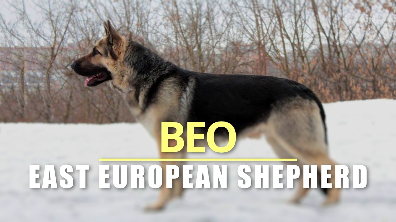 BEO - The Eastern Way