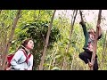 Forest Edible Insects Collected and Sold in Local Market | Protein Rich Larvae