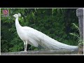 Ever seen a white peacock? | 3 Min News