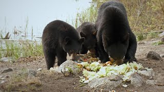 Best Bear Deterrent: Crazy Way to Protect Yourself from a Bear