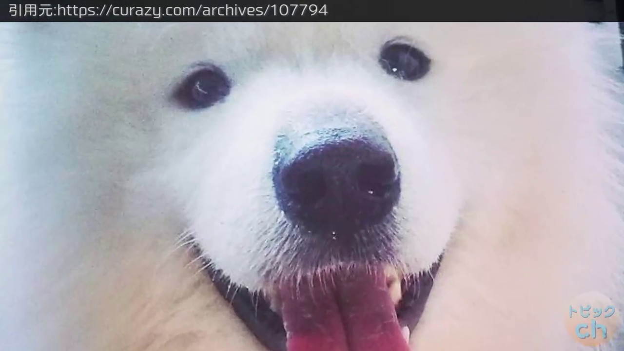 犬かわいいおもしろい 笑ってる犬15選 Cute Smiling Dog 15 Selections Youtube