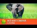 Слоны. Все как у зверей | Живая Планета