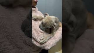 9 week old cane corso puppy nibbling on jacket