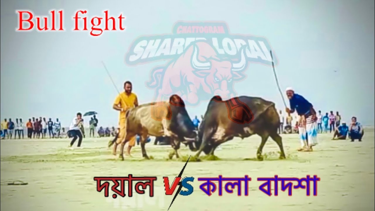      bull fighting  Chittagong